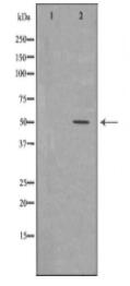 FLI1 Antibody
