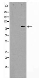 ANAPC5 Antibody