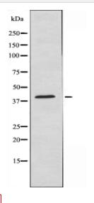 GNAI3 Antibody