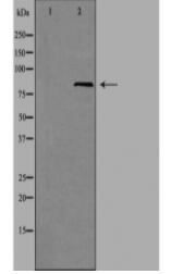 EZH1 Antibody
