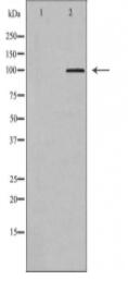 GRIA3 Antibody