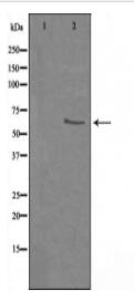 hnRNP Q Antibody