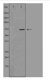 FAKD3 Antibody