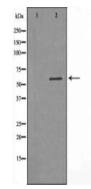 DGKE Antibody