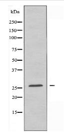 CLDN6 Antibody