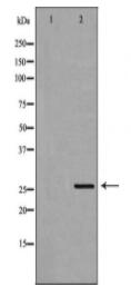 ELSPBP1 Antibody