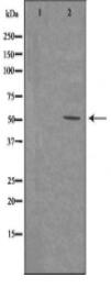 DRD5 Antibody