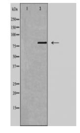 GPR149 Antibody