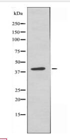hnRNP G Antibody