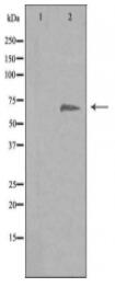 EIF3D Antibody