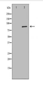CUL2 Antibody