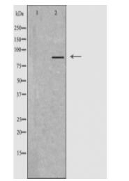 GFM2 Antibody