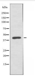 FOXB2 Antibody