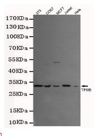 TFIIB Mouse mAb