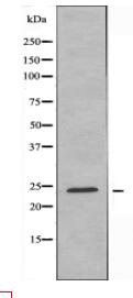 ERAS Antibody