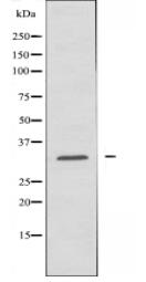 DLX5 Antibody