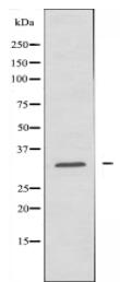 HNRCL Antibody
