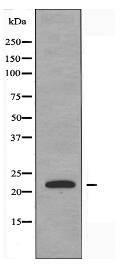 CRP1 Antibody