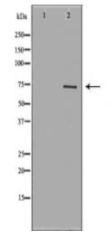 FSHR Antibody