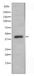 GPR132 Antibody