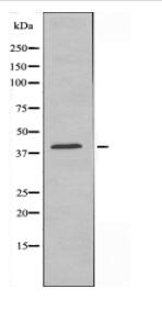 EDG6 Antibody