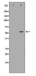 CYP3A4 Antibody