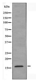 CYTL1 Antibody