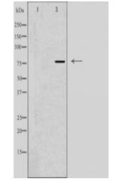 DBF4 Antibody