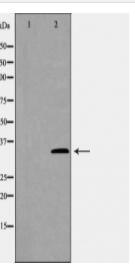 GAS2 Antibody