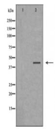 GNAZ Antibody