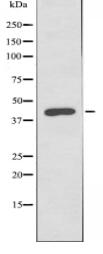 GPR34 Antibody