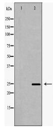 CTLA4 Antibody