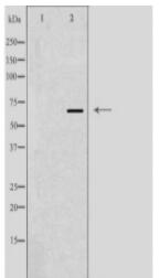 GPR37 Antibody