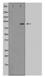 DYR1A Antibody
