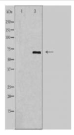 GBP1 Antibody