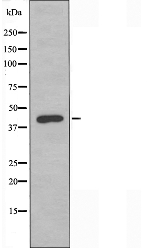 GPR173 Antibody