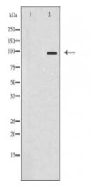 DNMT3B Antibody