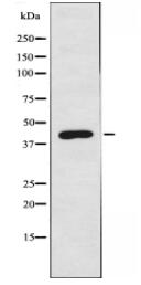 GPR109 Antibody