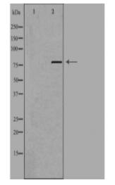 GCF Antibody