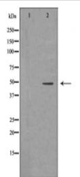 GJC2 Antibody
