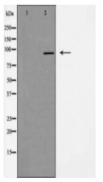 EXO1 Antibody