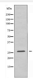 CREBZF Antibody