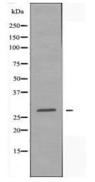 FGF13 Antibody