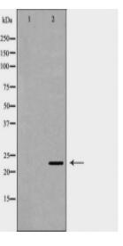 GMNN Antibody