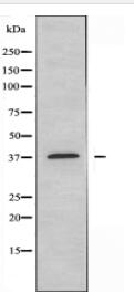 EFNA3 Antibody