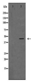 GNA15 Antibody
