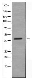 GPR15 Antibody