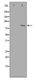 DRP1 Antibody