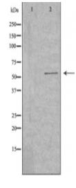 GLRB Antibody