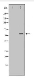 CYP17A1 Antibody